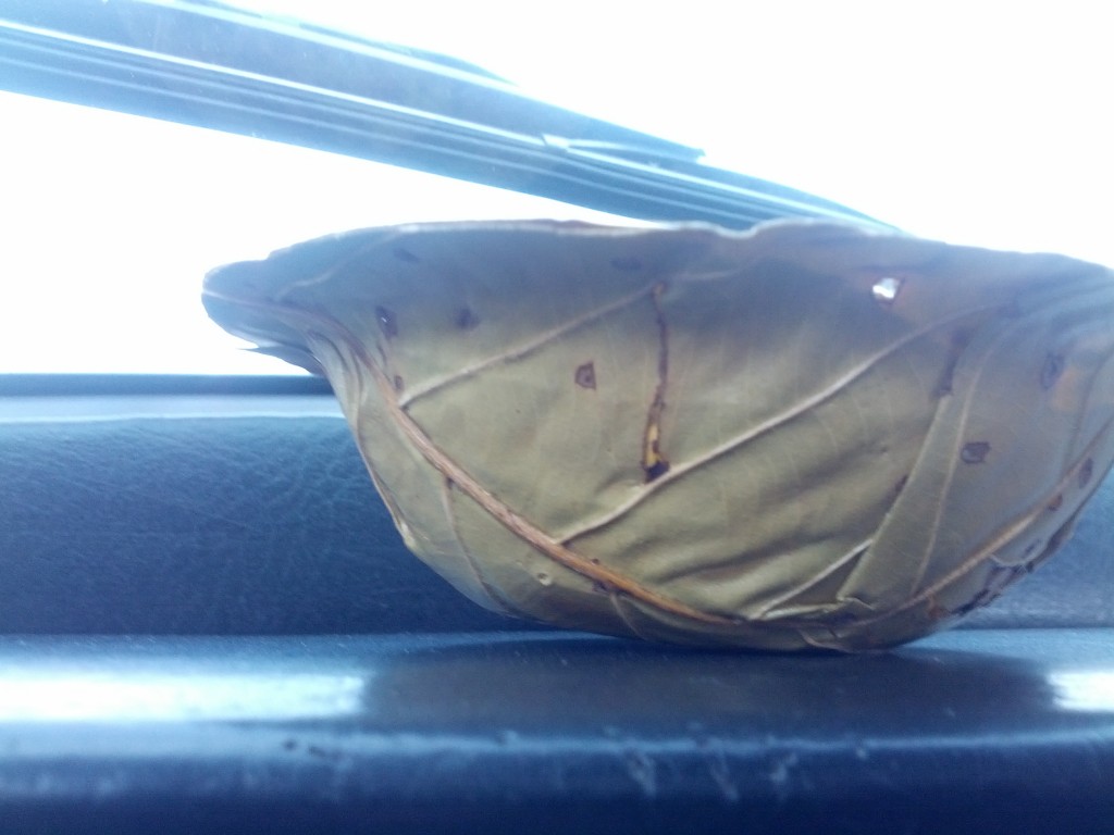 The underside of the same leaf bowl