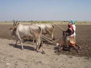 Farmers Ploughing, Andhra Pradesh, India (cc) CGIAR Climate