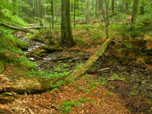 Stužica Primeval Forest, Slovakia