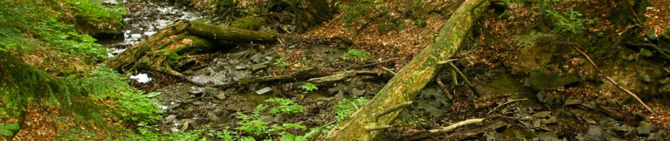 Stužica Primeval Forest, Slovakia